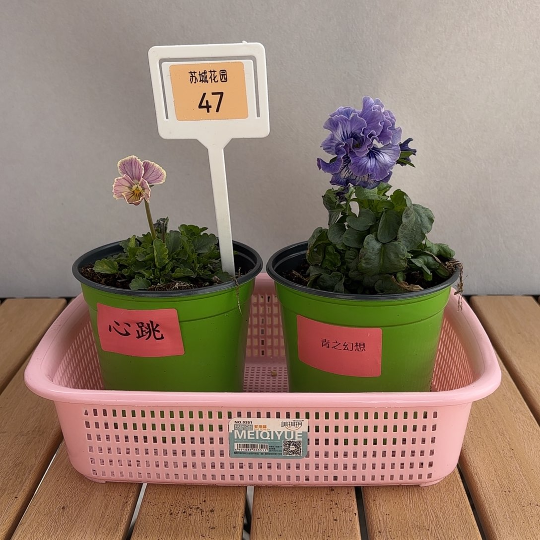 大部分开放少量花苞47