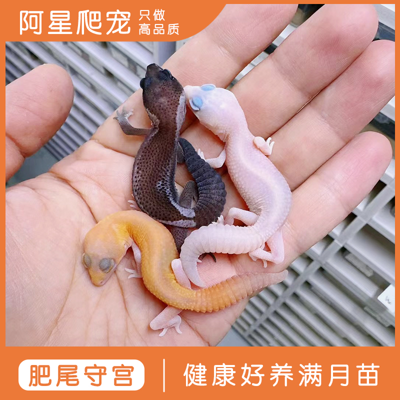 奶牛无纹