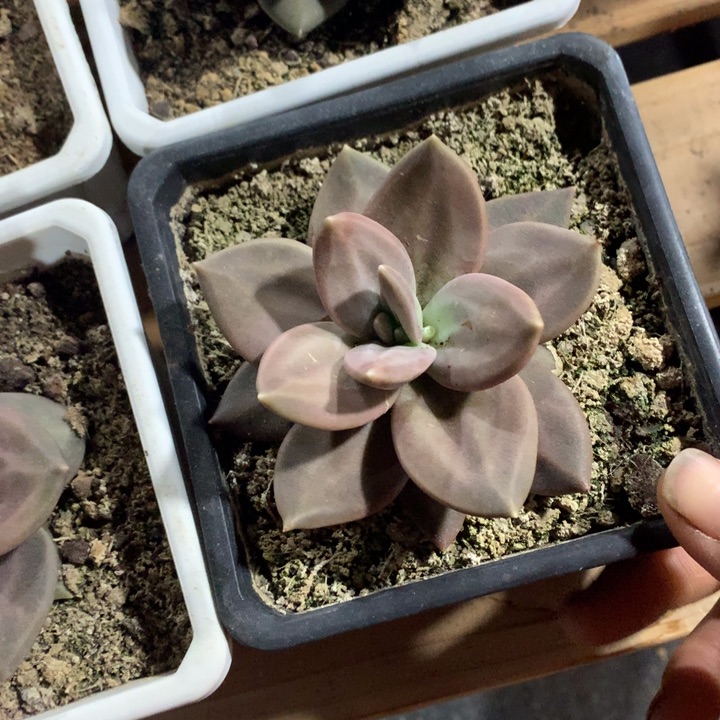 多肉植物多肉植物锡春