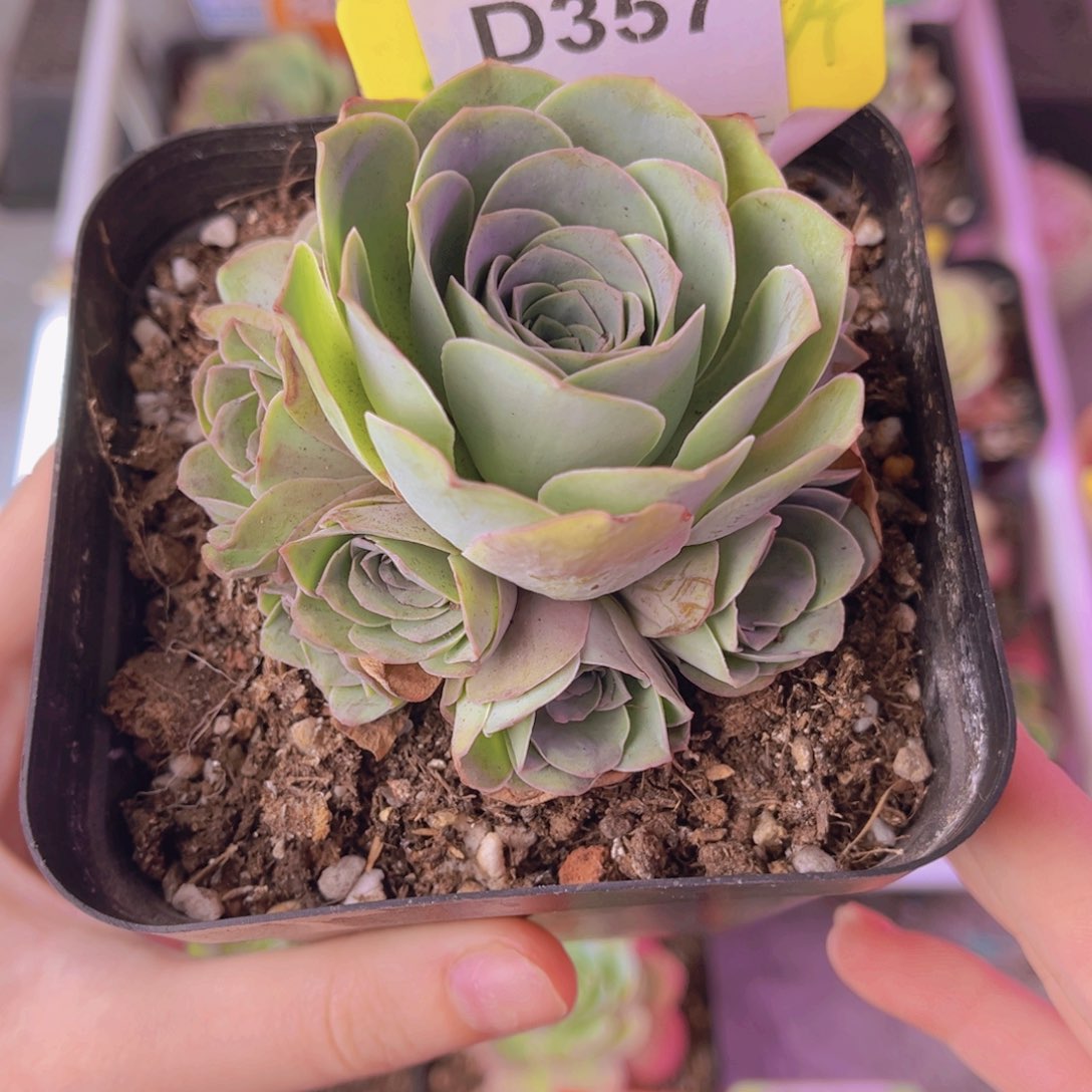 单品一物一拍357号