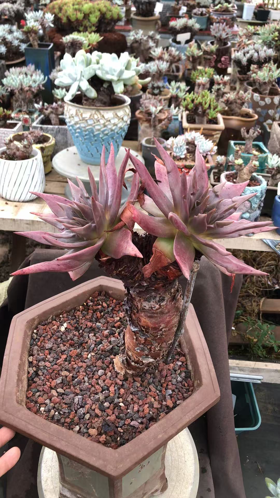 多肉植物伊静思高桩粗桩精控 牛 