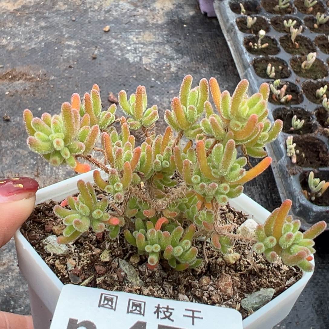 474冰川情人节福利价