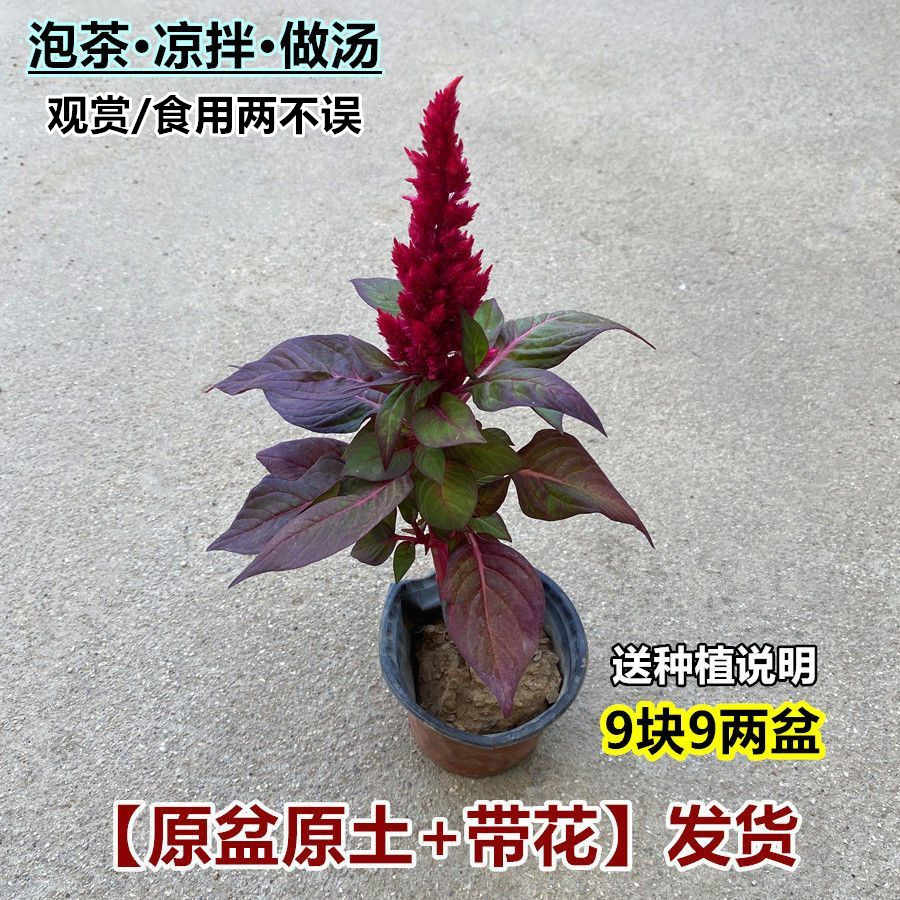 可食用鸡冠花盆栽鸡冠花苗带花带土阳台庭院四季开花好养易活花卉