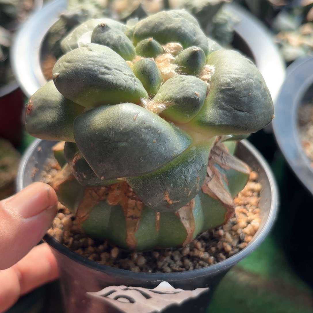 青瓷怒涛牡丹仙人球570