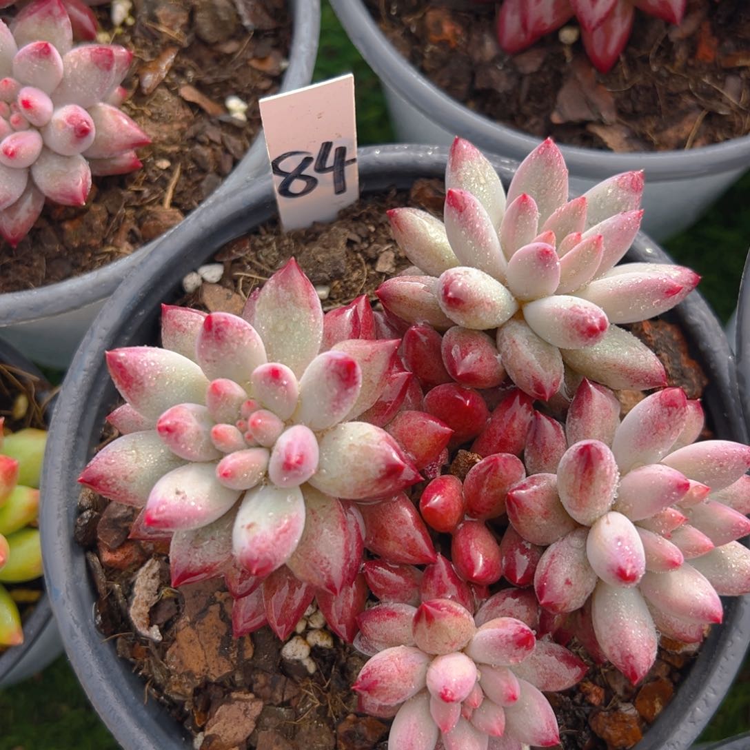 香玉等多种名贵的产品和