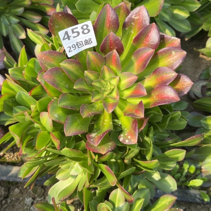 女巫中班……多肉植物……