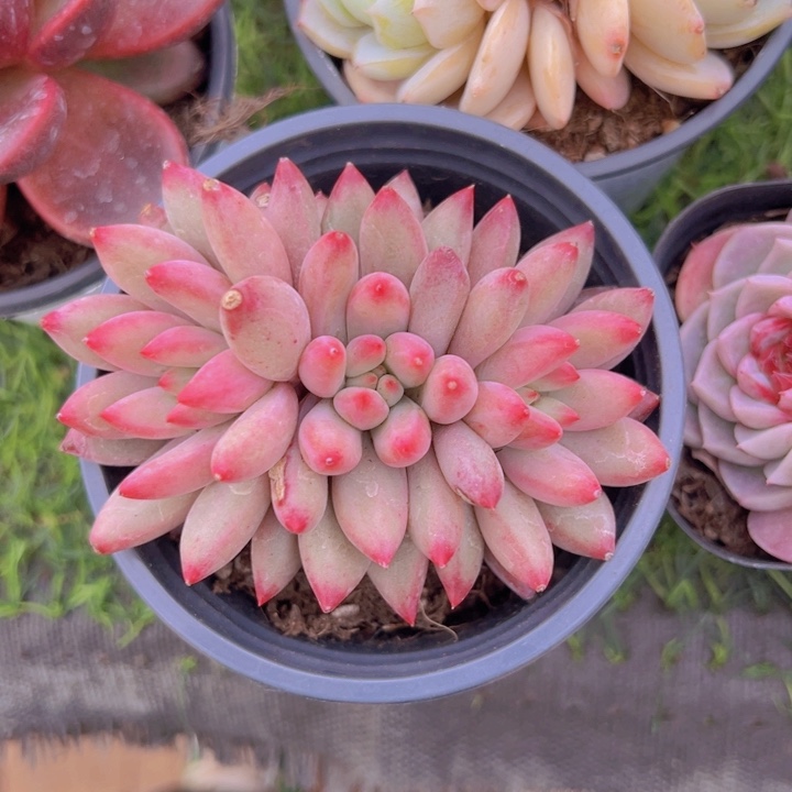 健健康康平平安安