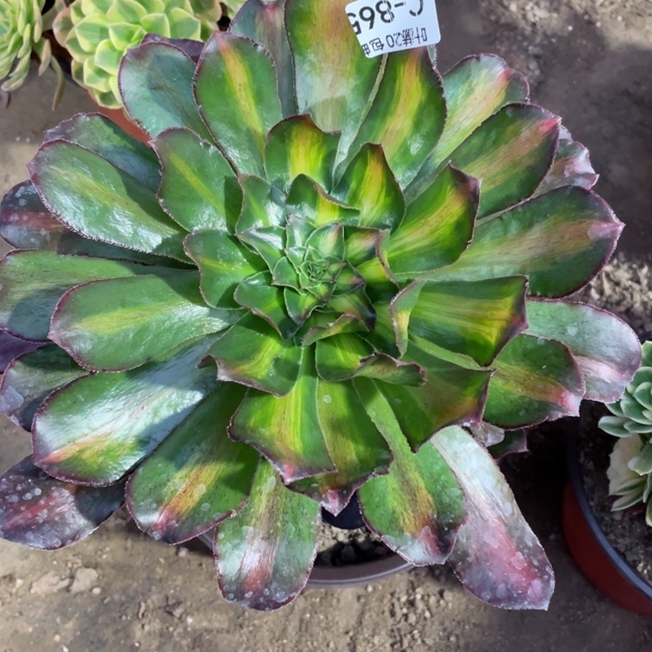 865魅影中班多肉1，123456789