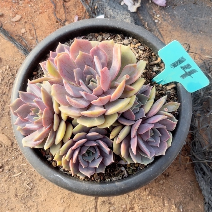 晨语多肉一物一拍