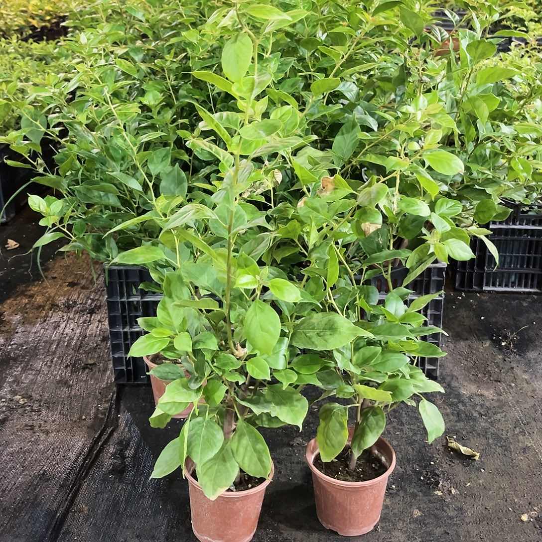 当前无花栽培后可以开花变色龙掌中宝一颗