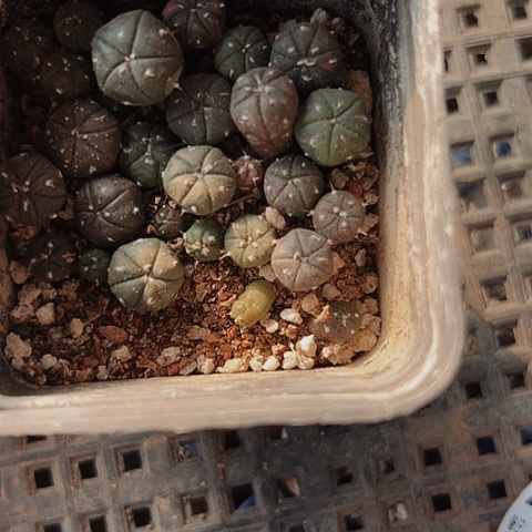 2701仙人球小苗处理