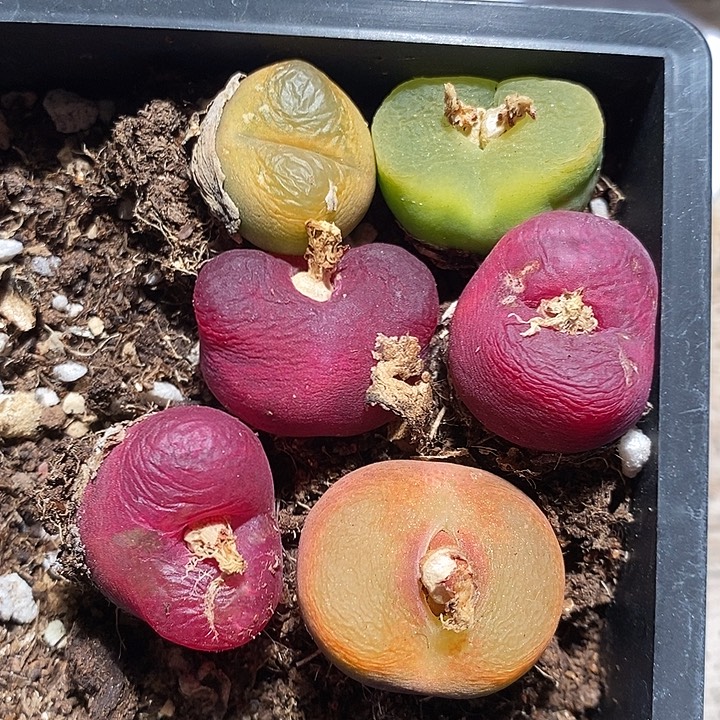 3359。 一组。 一组。 