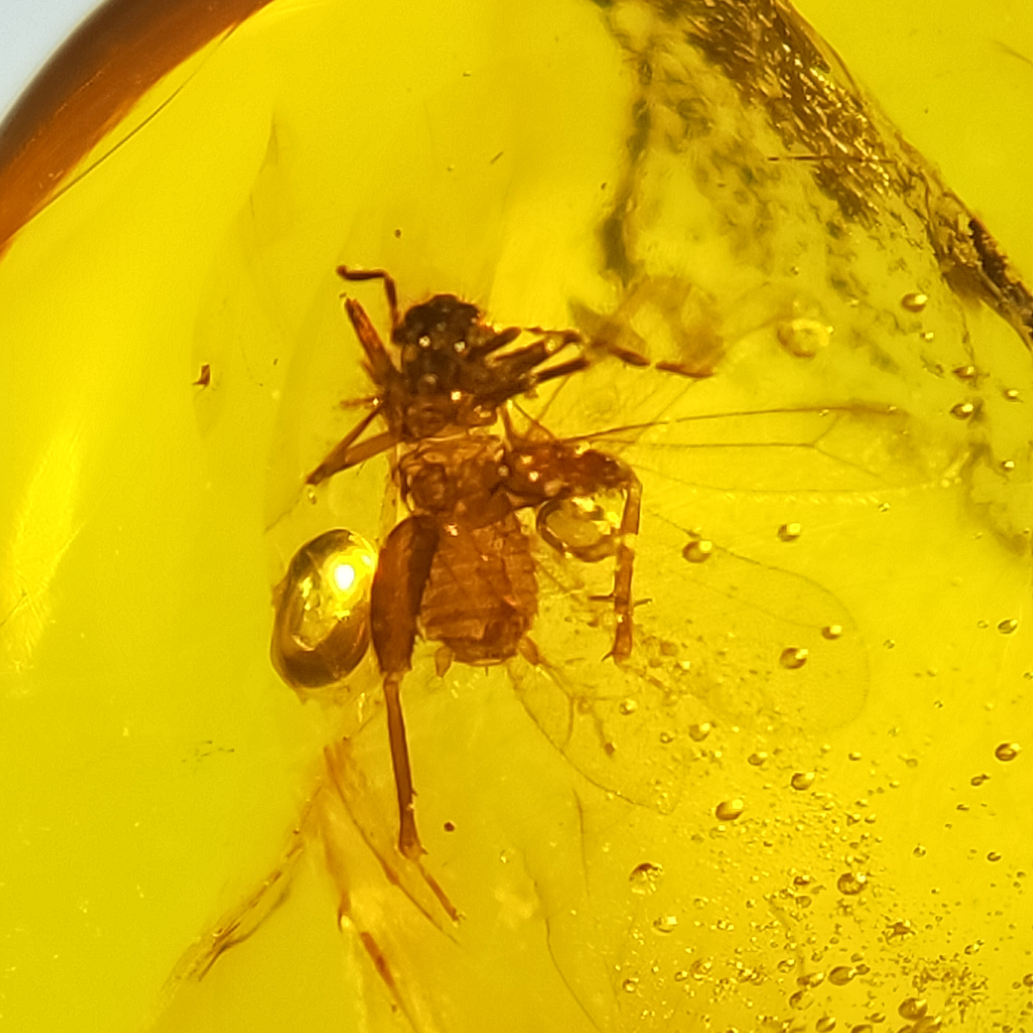 缺翅天然缅甸琥珀虫珀戒面配饰原石裸石无优化化石昆虫保真珠宝