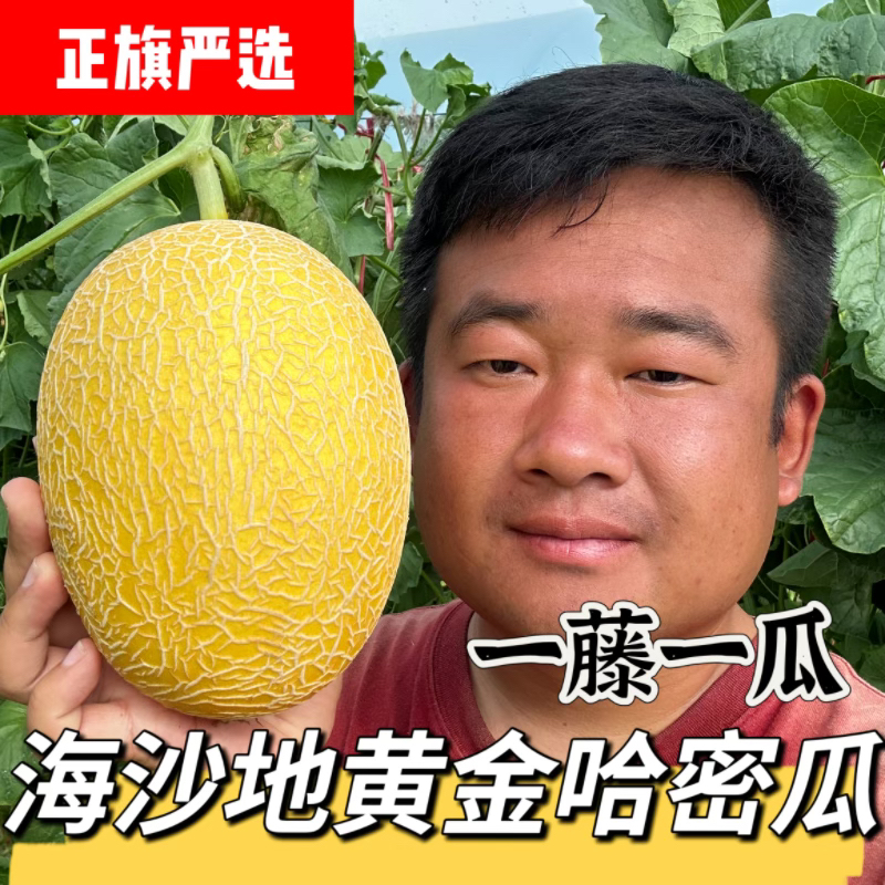 【顺丰】黄金哈密瓜海南海沙地哈密瓜脆甜多汁现摘拉到广西仓发货