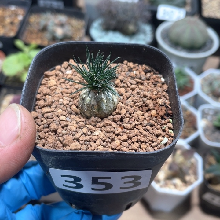 353毛叶迷你海葱