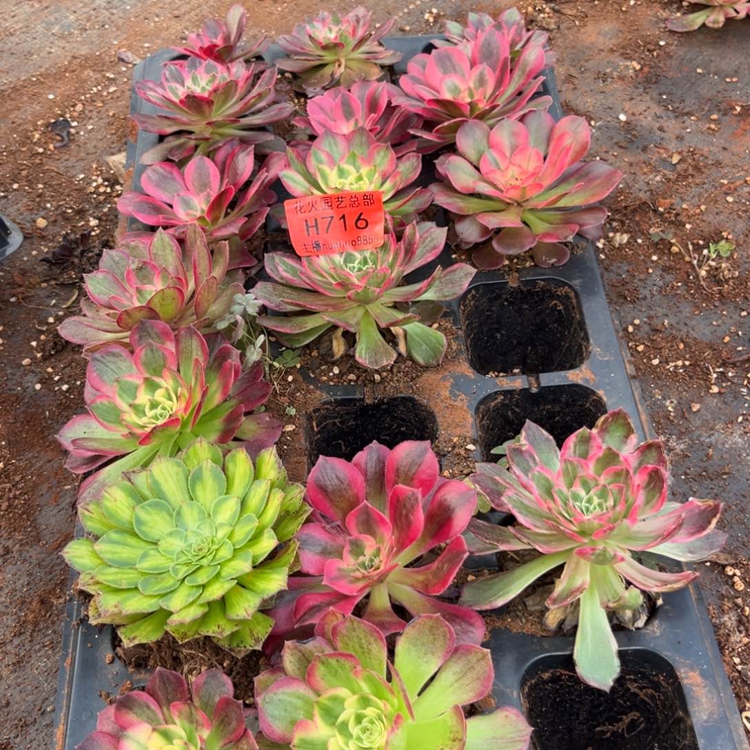 框拍716多肉植物法师