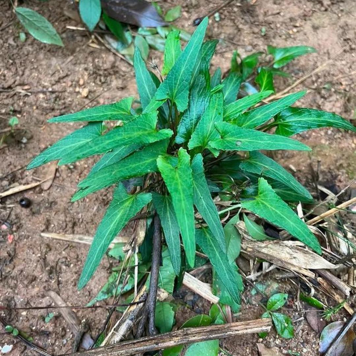 贵州野生自然晒干无硫紫花地丁500克包邮