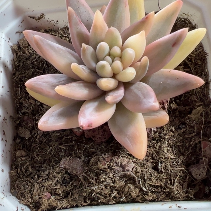 红蜻蜓锦多肉植物689