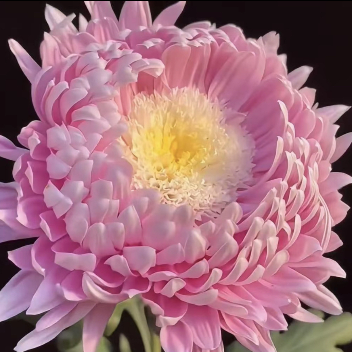 九月菊【宝莲灯】大花富贵菊花，盆栽绿植室内好养活