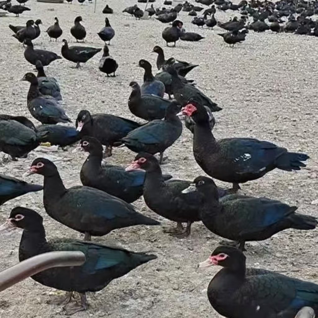 黑番鸭（宠物鸭）35只包邮