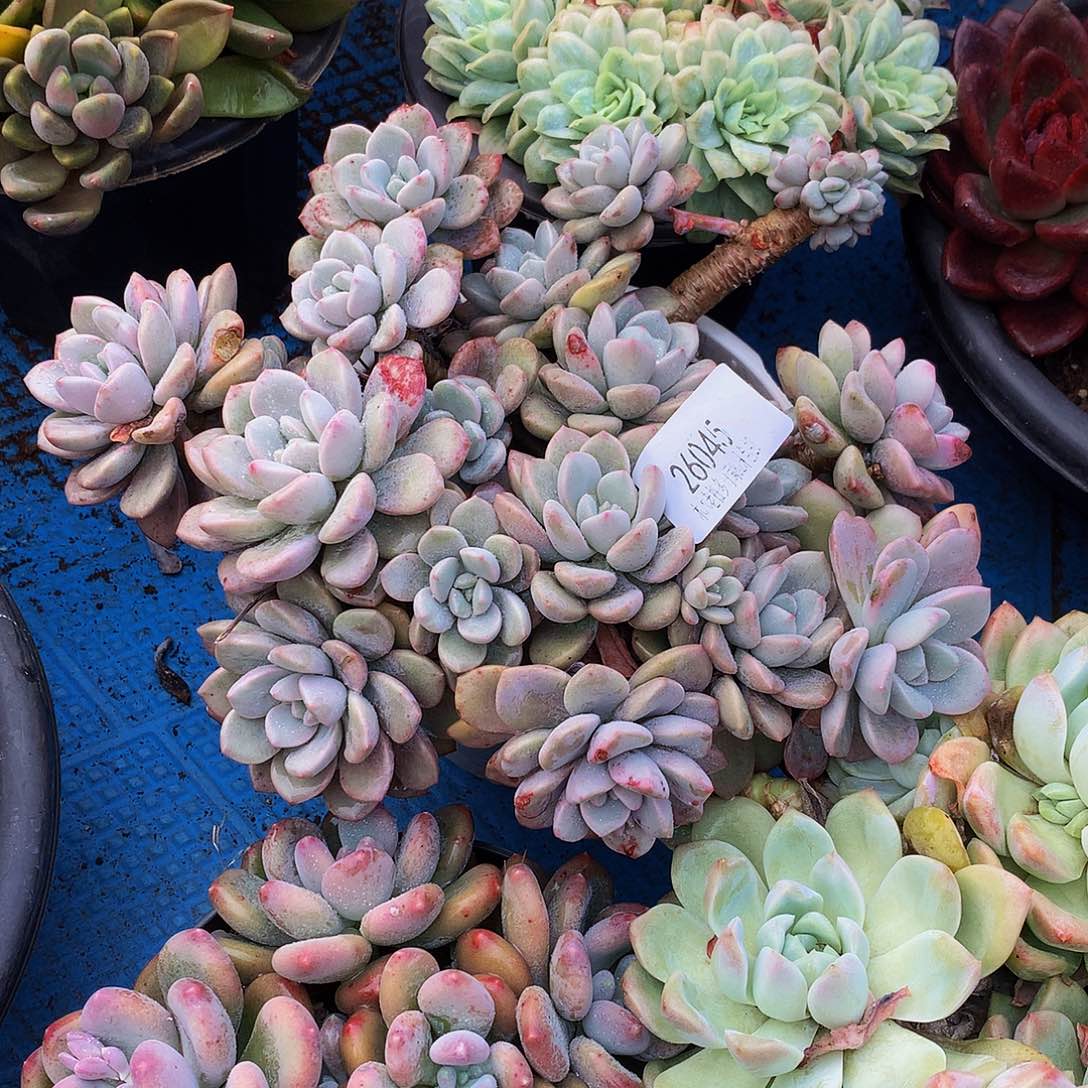 柯***芳    花斑鹿多肉26045