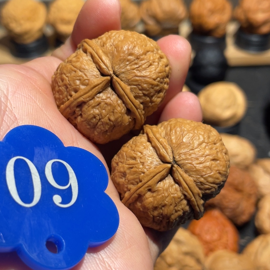 蚂蚁三棱核桃33。  