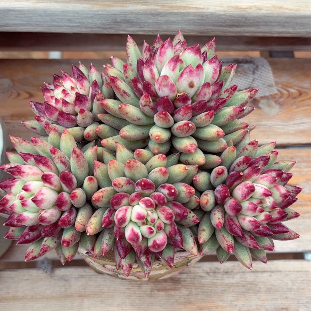 二代虞美人多肉植物