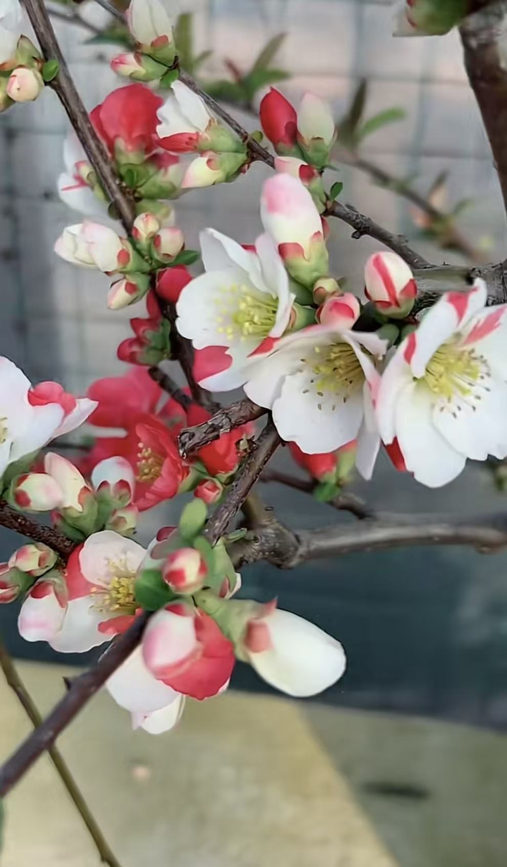 复色海棠东洋锦海棠花盆栽开花盆景花卉绿植