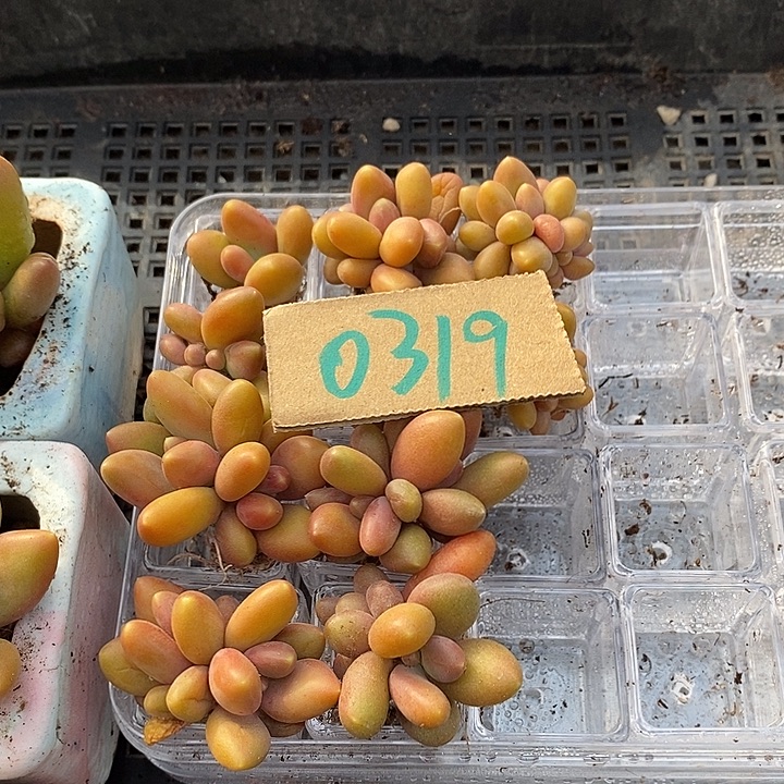 珍***珍无花朵0319号一物一拍芒果