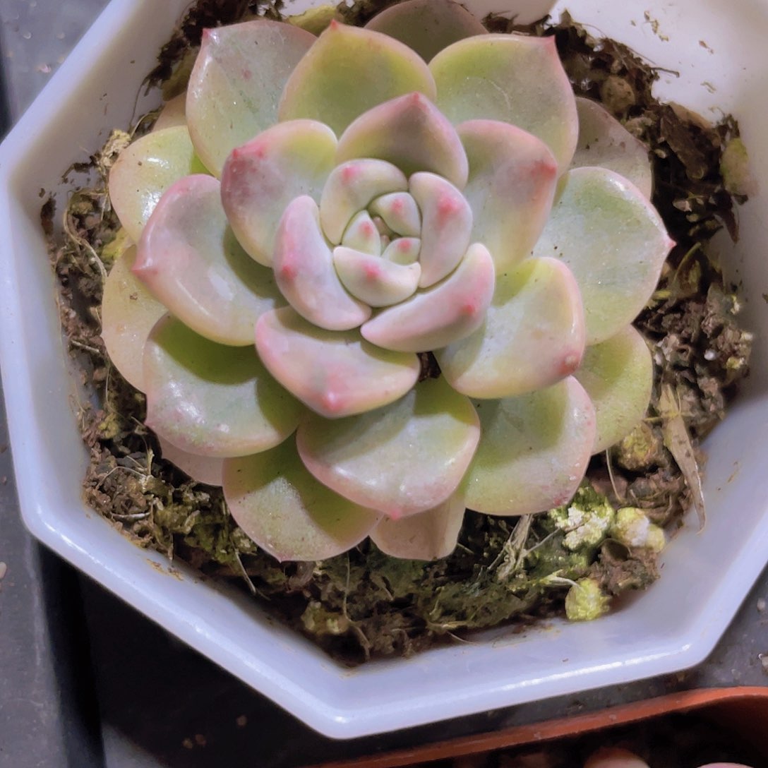 粉布偶锦w017一物一拍