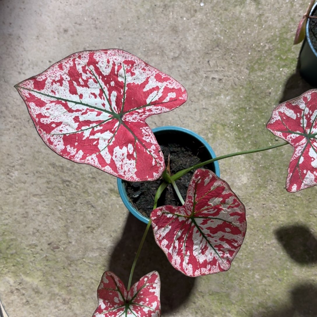 猩红玛丽泰国彩叶芋57-1212