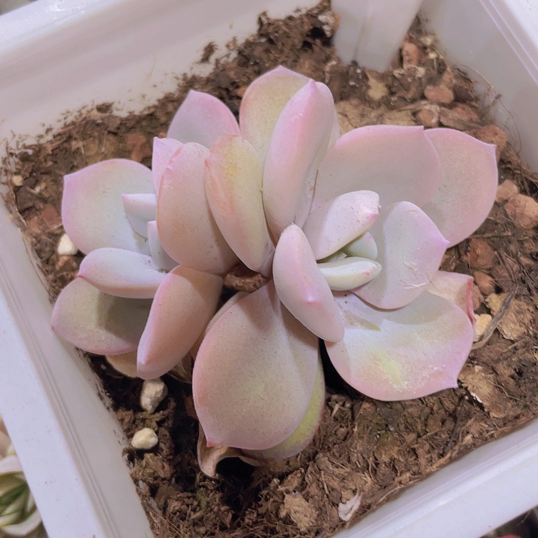 奶茶a077一物一拍