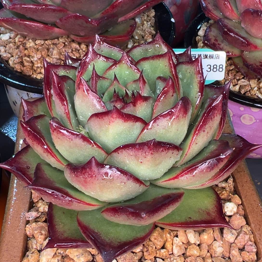 从前慢多肉精选编号0216.388