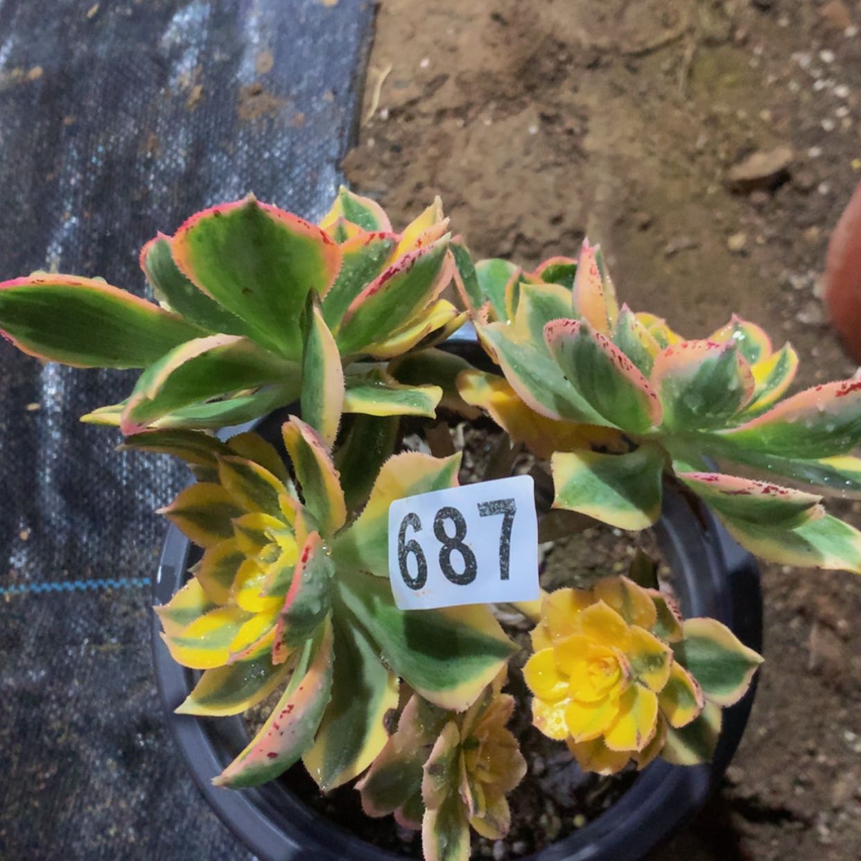 【闪购商品】687灿烂多肉