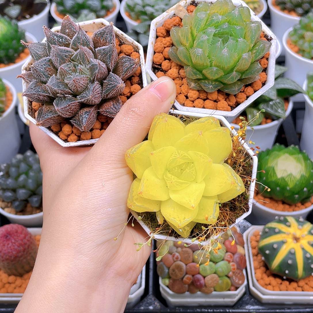 紫狐狸，黄金，冰川玉露，白盆