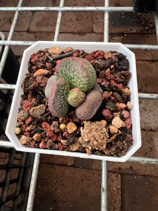 红亮水泡多肉植物