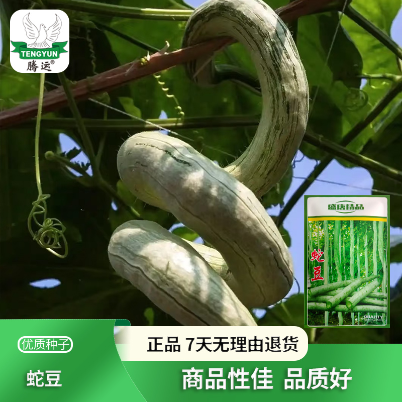 【菜博士专属】蛇豆种子长蛇瓜蔬菜种籽四季高产播种蛇豆盆栽