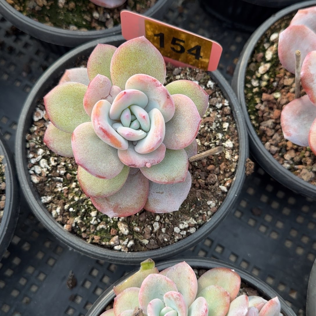 小***烫154号奶茶一颗1111