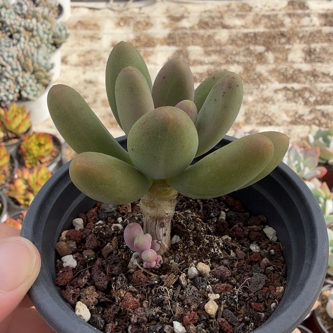 七公分糖果美人小老桩满20包邮