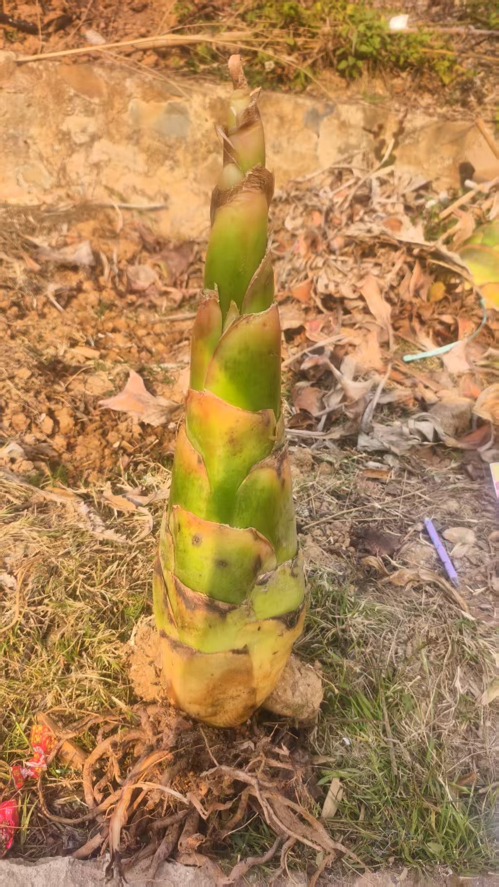 云南地涌金莲可观察赏可食用室内懒人养花千瓣金黄地栽盆栽植物