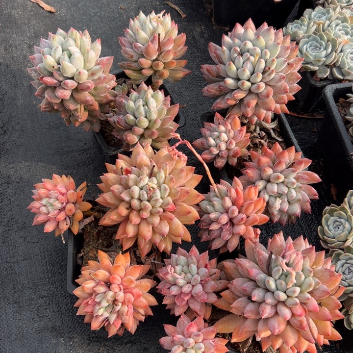 精品多肉植物老桩所罗马老桩