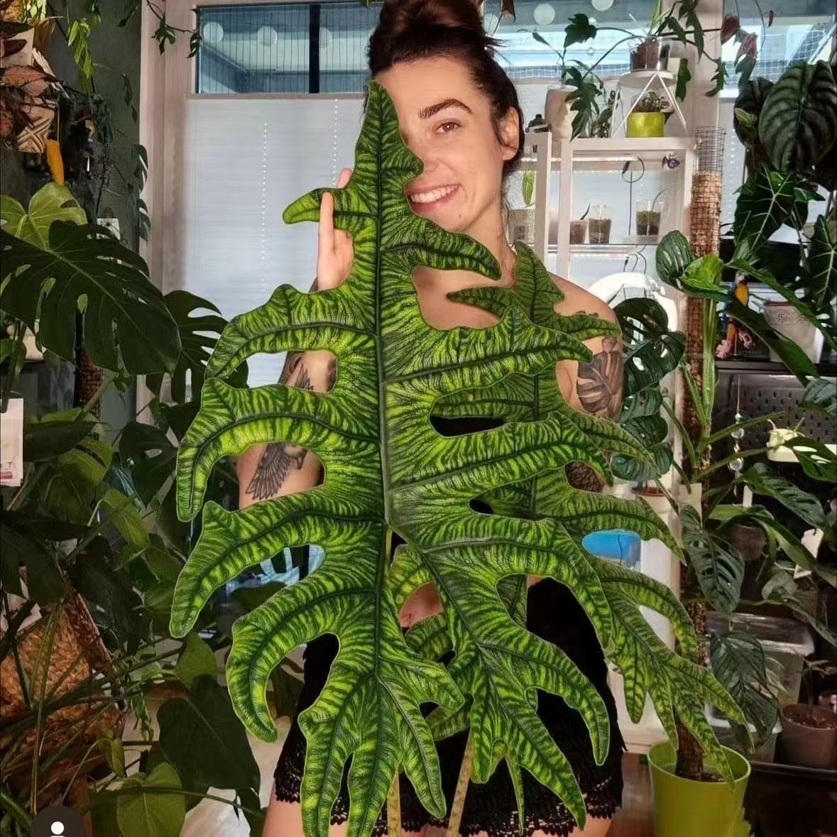 杰克林海芋杰克琳AlocasiaJacklyn进口观叶室内绿植盆栽