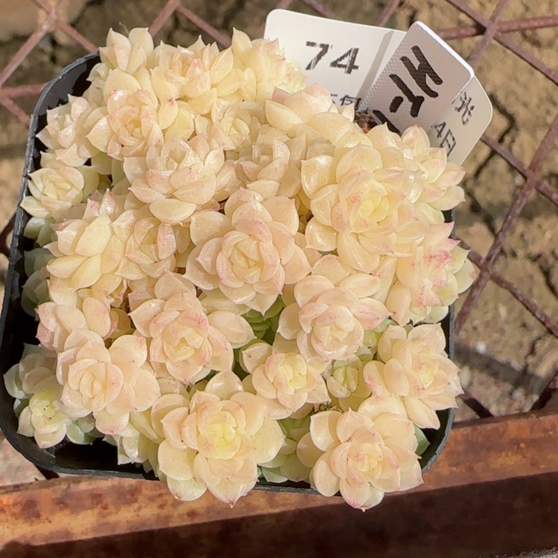 【闪购商品】0304-74（ht-14）月月专拍