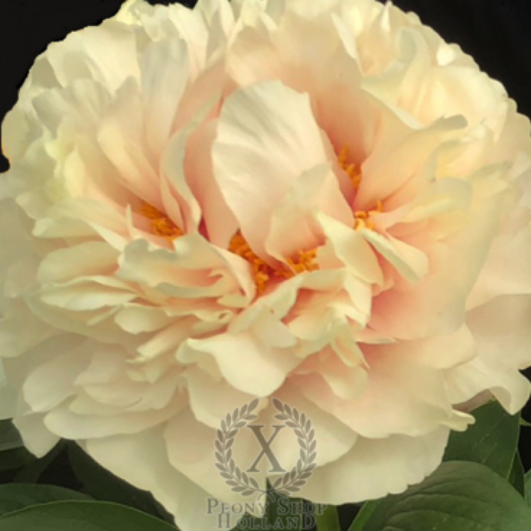 真相 芍药香槟色系品种 早期