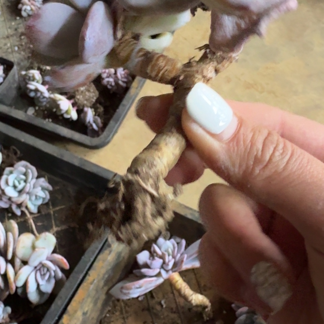 小***.哈哈哈哈哈哈哈哈哈哈哈