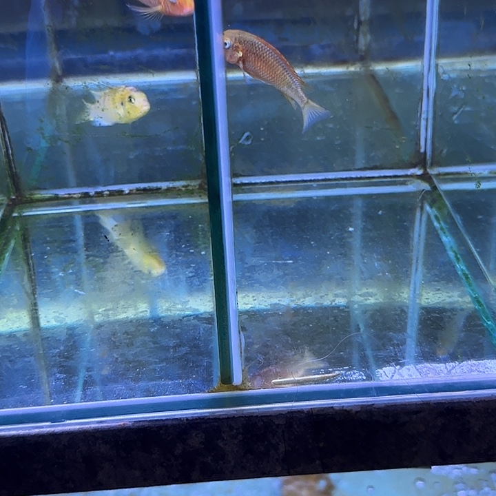 @***停海水鱼287➕289号111111