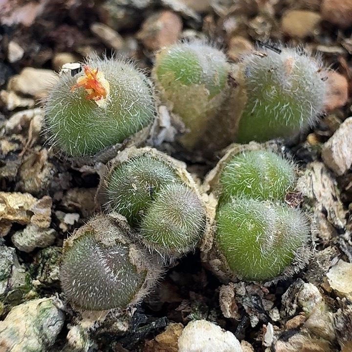 老马生石花毛球479