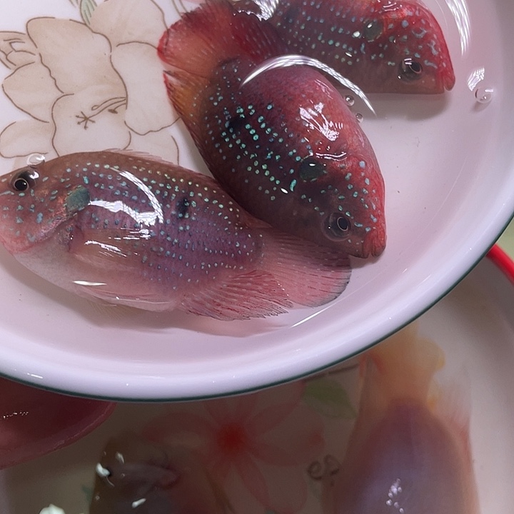 红宝石鱼红宝石2条备损1