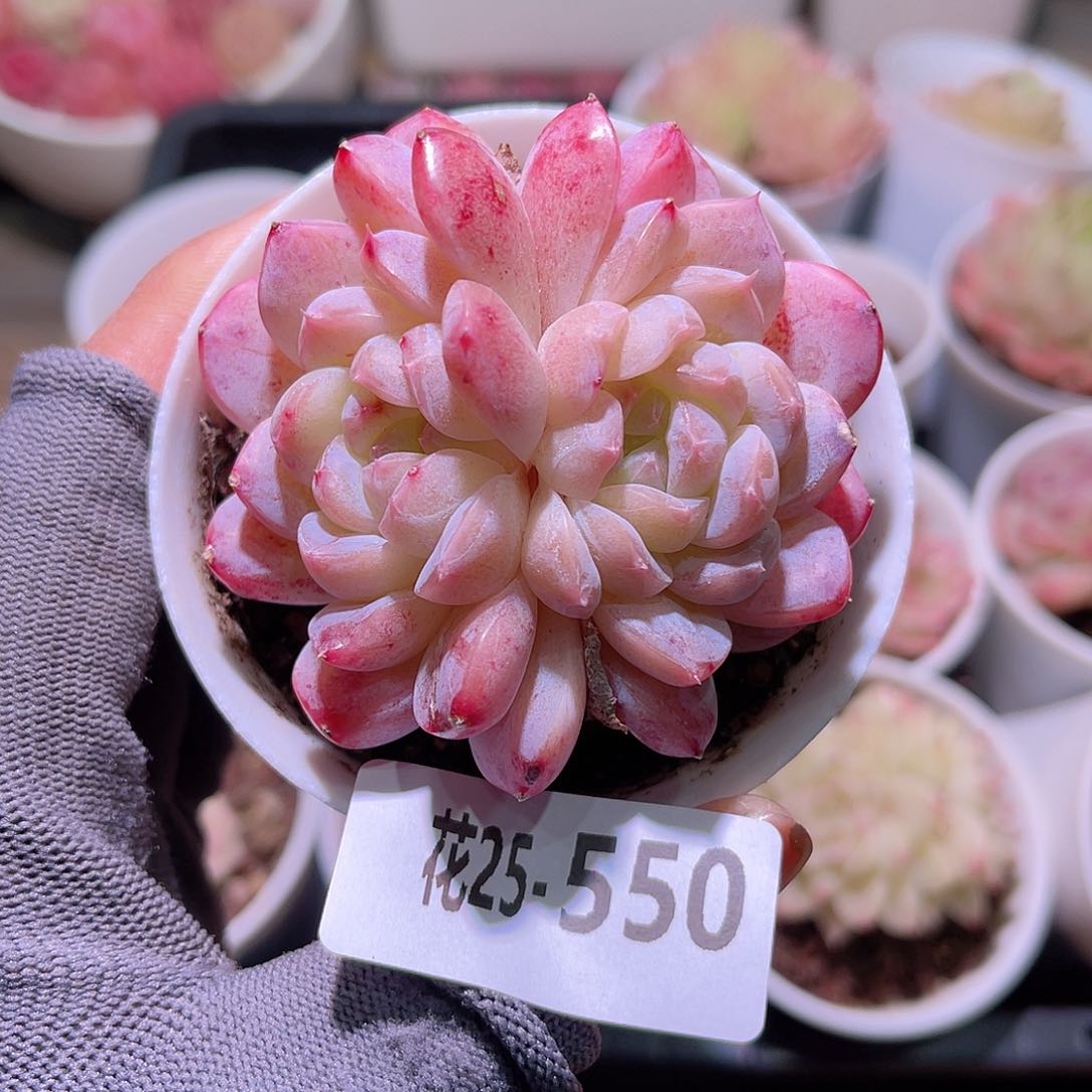 花25-550新品双头