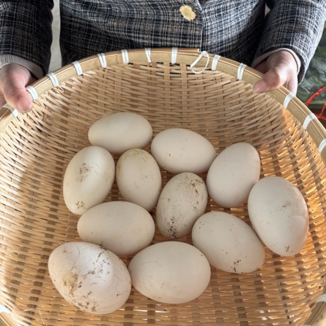 新鲜农家散养鹅蛋健康营养孕期辅食大白鹅蛋